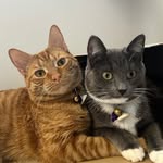 Doug and Luna - @cats_dougandluna - Instagram