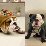 Doug and Luna the Bulldogs - @dougandluna_ - Instagram