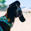Doug& Luna - @dougluna1 - TikTok