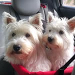 Doug Snow e Luna - @dougwestiesnow - Instagram