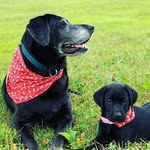 Luna & Doug - @luna_and_doug_the_labradors - Instagram