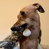 Luna the Baby Doug - @lunathebabydoug - TikTok