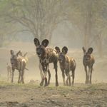 Doug Macdonald - @dougmacsafaris - Instagram