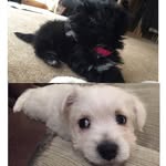 Doug And Maisie - @dougandmaisie - Instagram