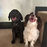 Maisie and Doug - @maisie.moo.and.dougie.too - Instagram