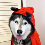 Frosty + Ocha 🐾 Malaysia Dogs - @frosty.and.ocha - Instagram