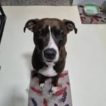 Malinowski - @malinowski_the_dog - Instagram