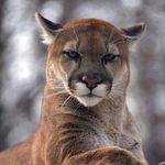 Doug Malone - @horseman714 - Instagram