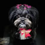 Abeba Mazekeen Daza Matute - Dog - Shihtzu - @abeba_shihtzu - Instagram