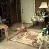 dougmccall5 - @dougmccall5 - TikTok