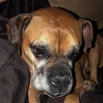 Doug McCartney - @dougtheboxerdog - Instagram