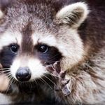 Doug Messenger - @dougmessenger2020 - Instagram