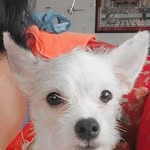 Mickey White Doug - @mickeywhitedoug - Instagram