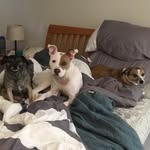 Doug, Milo, And Dot! - @dougmilodot - Instagram