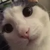 :) - @doughmilo - TikTok