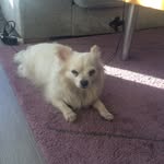 Milo doug - @milo_the_doug - Instagram