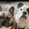 Milo💙Doug❤️Martini - @miloanddoug2 - TikTok
