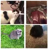 Mumu, Miko, Milo, Doug - @mumu.miko.milo.doug - TikTok