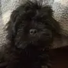 puppy_milo.Doug - @puppy_milo.doug - TikTok