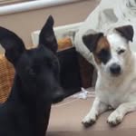 Sandy, Oscar, Stella,doug,milo - @sandy_oscar_stella_doug_milo - Instagram