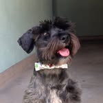 Mingus T. Dogg - @mingustdogg - Instagram