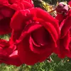 Dougmire - @dougmire4 - TikTok
