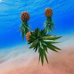 Doug Mohl - @retired_in_hawaii - Instagram