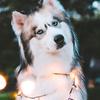 Doug Monroe - @dougmonroe - TikTok