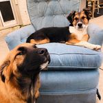 Doug & Moose - @puppsdm18 - Instagram