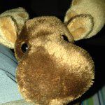 Doug The Moose - @doug_the_moose - Instagram