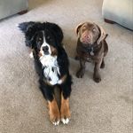 Moose & Doug🐾 - @moose_doug - Instagram