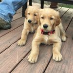 Moose And Doug - @mooseanddoug - Instagram