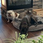 •Turbo•Doug•Moose• - @rockturbug - Instagram