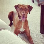 Doug Taylor - @doug_mostly.dog.pics_taylor - Instagram