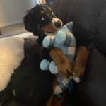 Doug - @doug_the_bernese_mountain_dog - Instagram