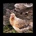 Doug Newcomb - Facebook