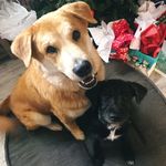 Doug & Otis - @doug.otis - Instagram