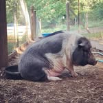 Doug, Ruby, Otis, Peg & Pals - @rosenpigs - Instagram