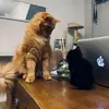 doug.and.otis - @doug.and.otis - TikTok