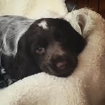 O t i s🐾 - @_otisdouglas_ - Instagram