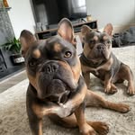 O T I S  & D O U G | french bulldogs - @__otisanddougthefrenchies - Instagram