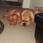 Otis-and-Doug - @otis.and.dougie - Instagram
