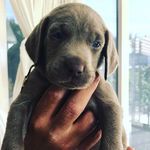 Otis - @otis_douglas_ - Instagram