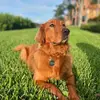 dougspage - @dougthereddog - TikTok