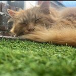 Alfie, Angel, Doug, Peach, Shadow, Sid, Vinny and Zippo. - @happy_cats94 - Instagram