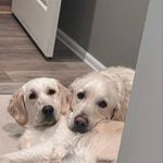 Doug + Peaches - @dougpeach__thecreamretrievers - Instagram