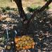Doug Herbs Peach Farm - Facebook