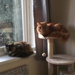 Peaches, Doug & Toby - @peachesdougtoby - Instagram