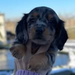 Peffer’s Dog Family - @peffersdogfamily - Instagram