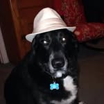 Punty the Service Dog - @canslerpunty - Instagram
